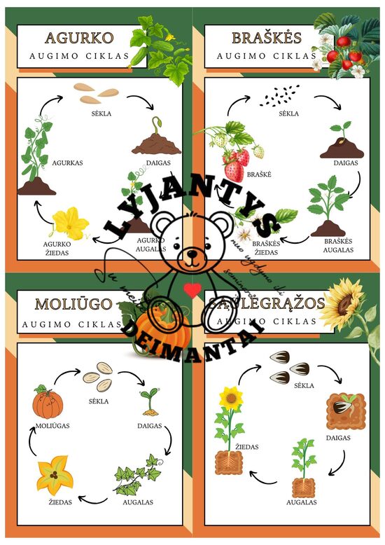 Ugdomieji tentas - Augalo augimo ciklas